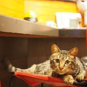 猫カフェ Shana シャナ Catcafe Shana Twitter
