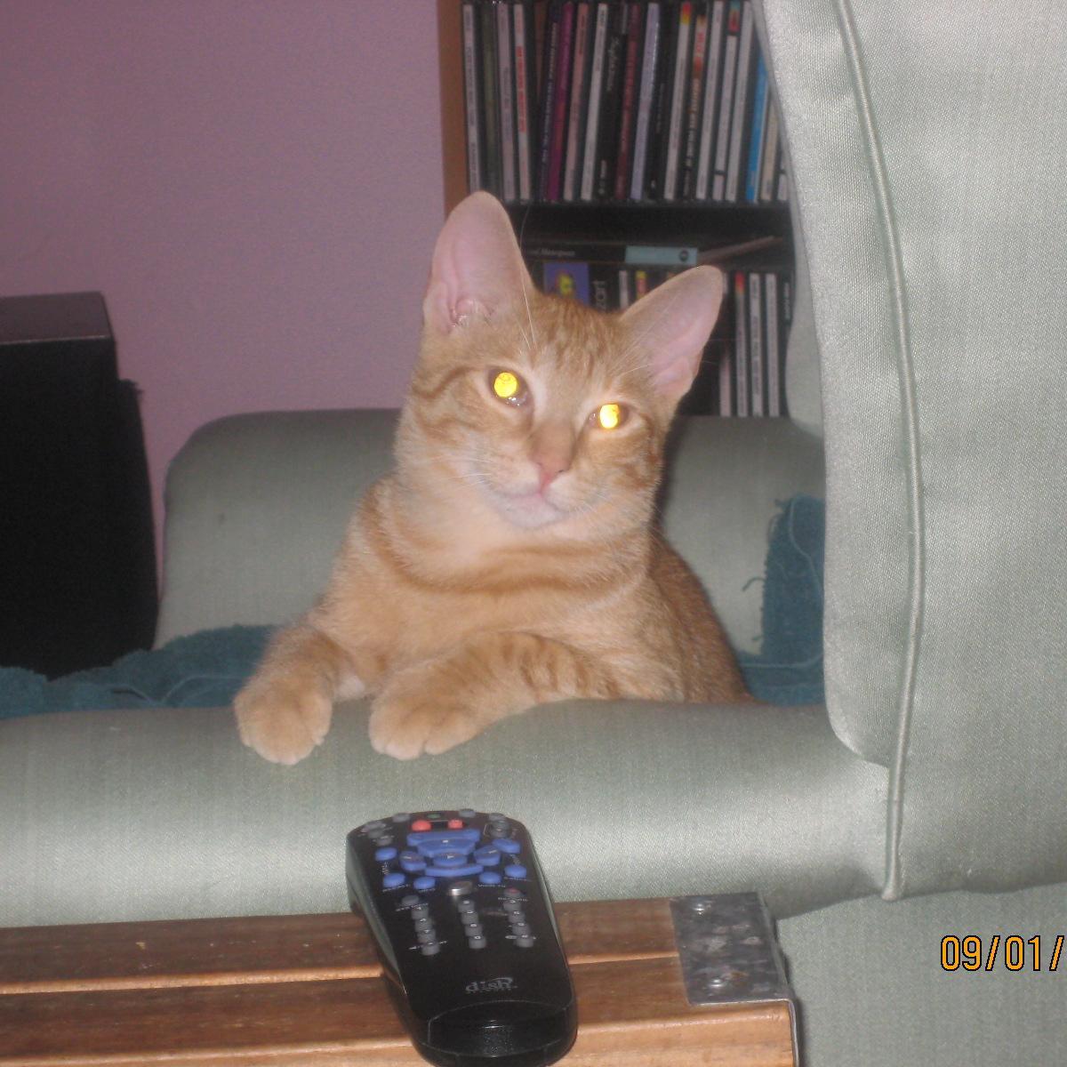 kitchndsgnr's profile picture. Purveyor of food, thrower of toys, and doer of other menial tasks for 2 cats.