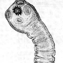 un animalillo que se instala en tu cerebro. lava las fresas y cocina la carne de cerdo o te chingo mi shavo.