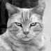 Peaches is a boy (@peachakitty) Twitter profile photo