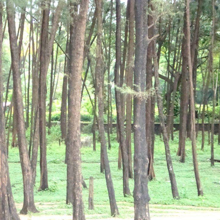Nature lover