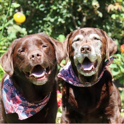 Therapooch805's profile picture. Marriage and Family Therapist, Play Therapist Supervisor. Owner Therapooch®️Family Counseling Center. Worked with therapy dogs in psychotherapy for 20 years.