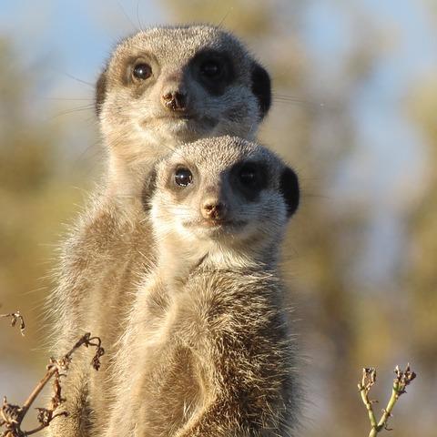 元気な動物たち Xajyrotosew Twitter 元気な動物たち Xajyrotosew Twitter