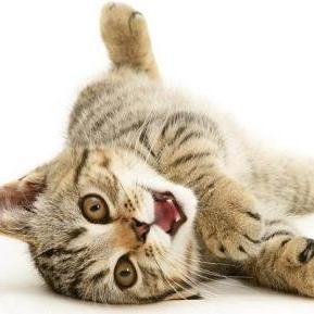 Het doel van onze NON-PROFIT website is de raskat koper informatie te bieden om de aankoopprocedure van een kitten bij een fokker te vergemakkelijken.