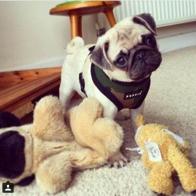 Heywoo hoomans... 
follow my instragram puggie.smalls