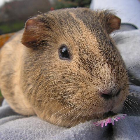 ベスト50 幸せ 運ぶ 動物 最高の動物画像