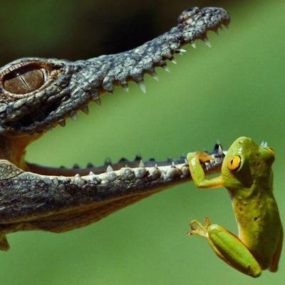 snapperjawbones's profile picture. 