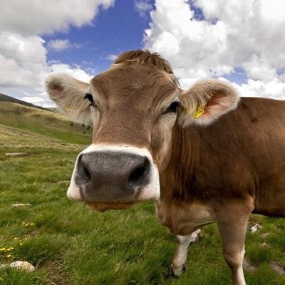 A British Cow