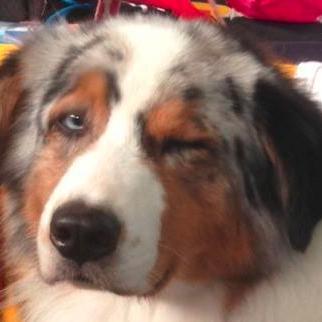 moriardes's profile picture. I like dogs and sleeping.