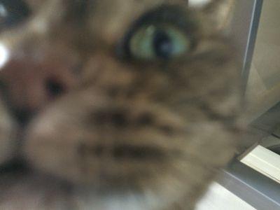 toratora212251's profile picture. 猫とパソコン、スマホ、ゲームで1日は構成されています。あと仕事