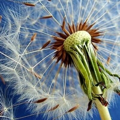 Profile Picture of Thrasher (@heathershuman) on Twitter