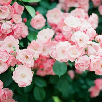 Let silence take you to the core of life.-Jalal Uddin Rumi