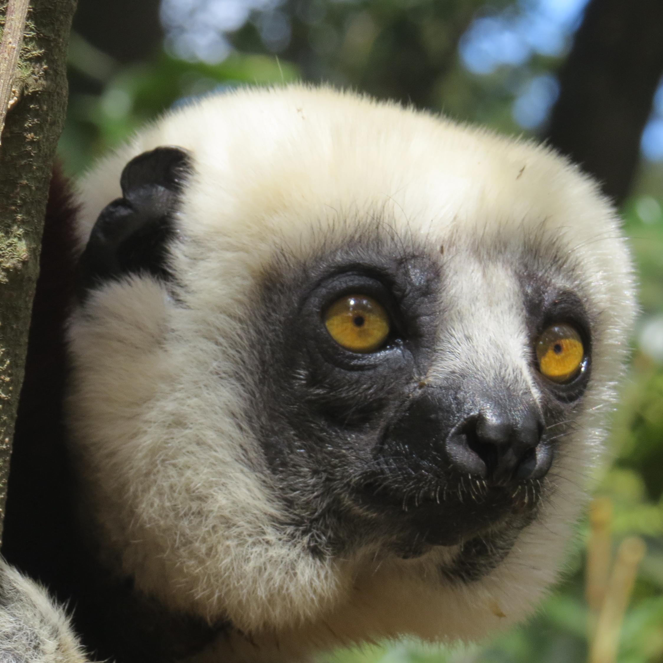 Englishman in Madagascar - pictures of rare, endemic birds, reptiles, lemurs etc. All photos my own (except RTs) speak: Eng, Fr, Ger, It