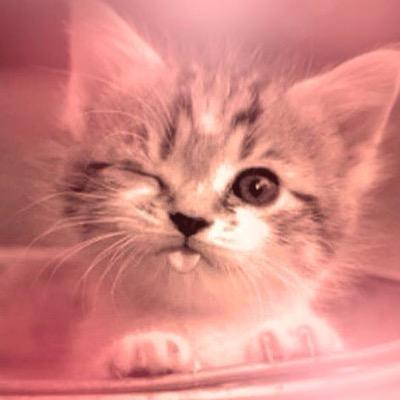 CnathDreamer's profile picture. "Ceux qui rêvent éveillés ont conscience de mille choses qui échappent à ceux qui ne rêvent qu'endormis" - E.A Poe🐠#NeverLoseHope #Révolutionnaire #SeaShepherd