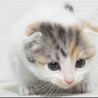 激かわ 猫のやかた Cat Yakata Twitter