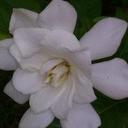 杨正娟 - @vickie2yang - Twitter