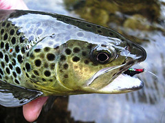 SageFlyRods's profile picture. Sage Fly Rods at incredible prices...