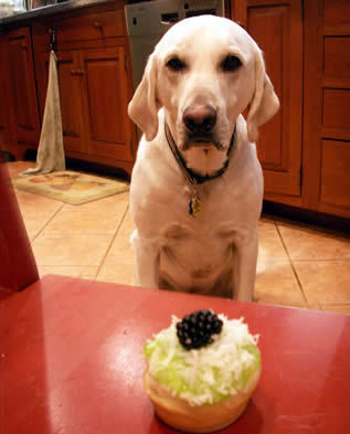 PetKnows's profile picture. Pet Buzz &amp; Marketing