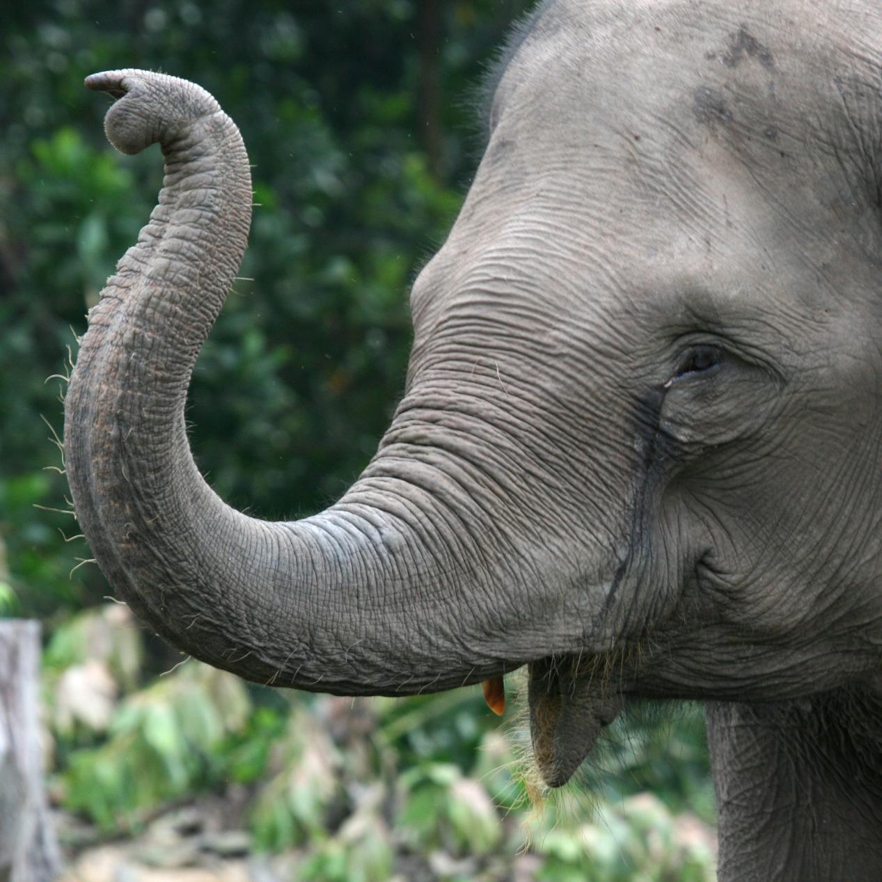elephan5s