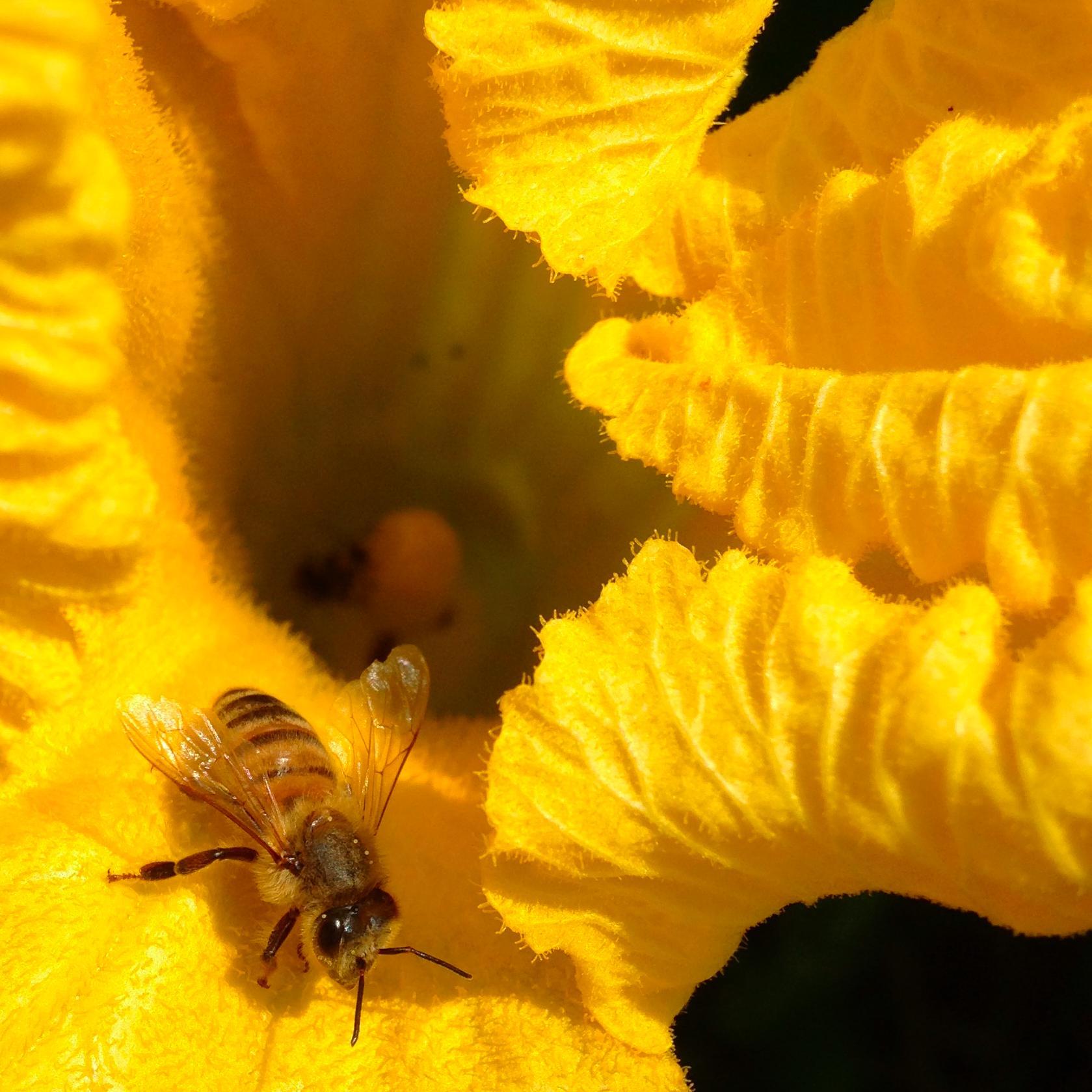 working toward a better Minnesota for pollinators and people