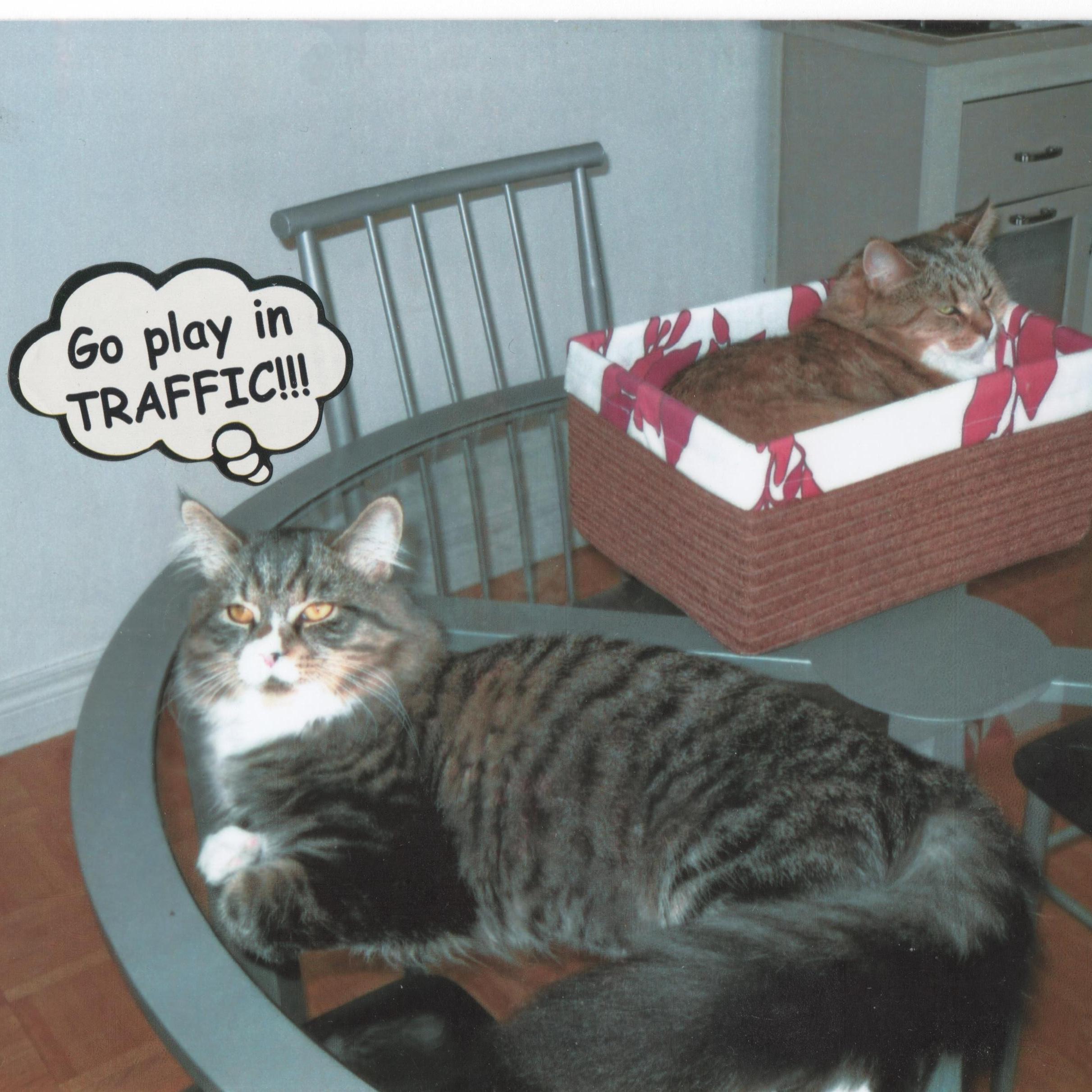 Gigi & Rocky were adopted from the SPCA (Toronto/Montreal). Rocky turned 15 this year. Beautiful Gigi went OTR Oct. 15/20 - at age 16.