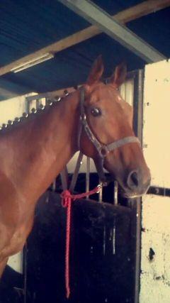 CostelloFlan's profile picture. 