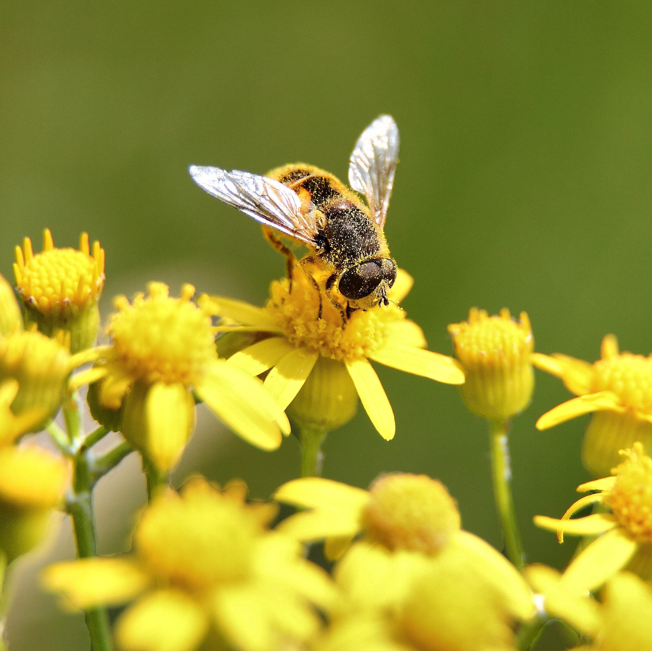 Si l' abeille disparait l'humanité en a pour 4 ans (sic... Albert Einstein). Allons aider les abeilles et l'humanité.
