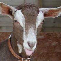The Goat Veterinary Society was formed in 1979 and is a specialist division of the British Veterinary Association (BVA).