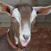 Goat Vet Society(@VetGoat) 's Twitter Profile Photo