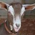 Goat Vet Society (@vetgoat) Twitter profile photo Goat Vet Society (@vetgoat) Twitter profile photo