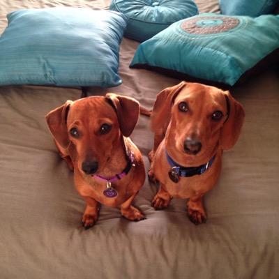 I am the mother of Diego and Dora my Miniature Dachshunds. I'm a lover and a fighter.