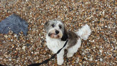 chilled_cody's profile picture. I'm an almost 1 year old who loves having a good time.