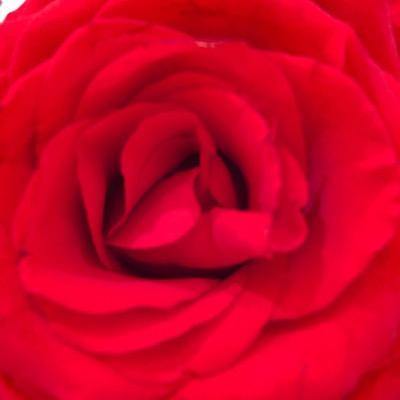 ealbihiri's profile picture. تغريداتي .. أنا ..