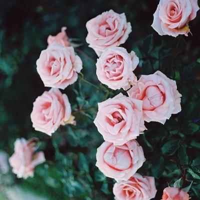 crxshedskulls's profile picture. secret account