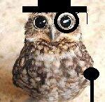 SchlMalteschael's profile picture. 