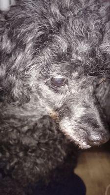 cachecache10231's profile picture. ケーキ屋さんかな？ ﾜﾝｺ24頭＆ﾆｬﾝｺ2匹のお母さんもしてるよ(*^▽^*)