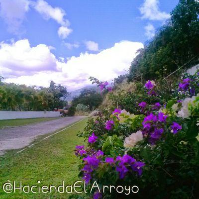 info: haciendaelarroyo@hotmail.com Telf: 0212.986.6508 / 0414-2137600