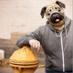 mnpugdog (@mnpugdog) Twitter profile photo mnpugdog (@mnpugdog) Twitter profile photo