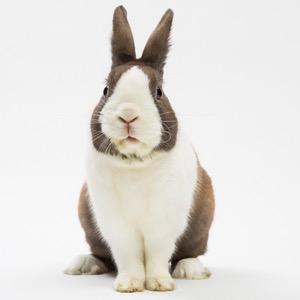 SaveABunny Profile