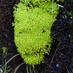 Hortcuts/Plant ID Quiz (@marc_cruise) Twitter profile photo Hortcuts/Plant ID Quiz (@marc_cruise) Twitter profile photo