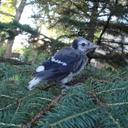 gloria keys - @ggckeys - Twitter