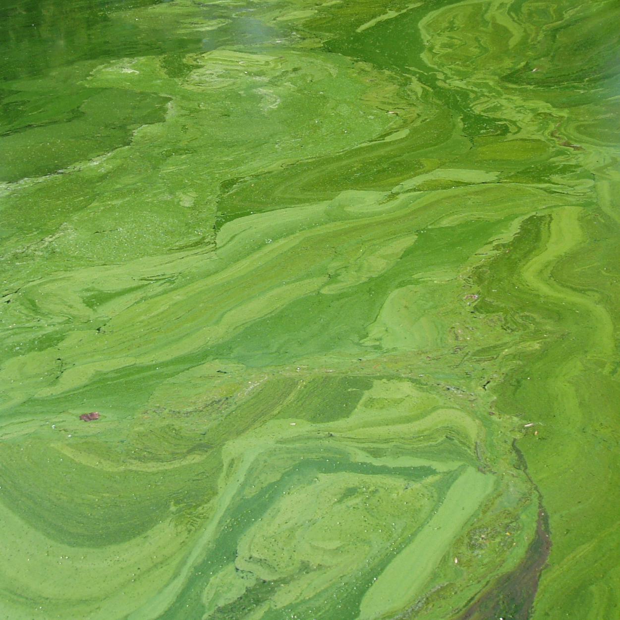 #Cyanobacteria #AlgaeBloom #CitSci A multi-platform based global cyanobacterial harmful algal blooms monitoring|For more info plz contact:cyanotracker@gmail.com