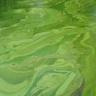 CyanoTracker's profile picture. #Cyanobacteria #AlgaeBloom #CitSci A multi-platform based global cyanobacterial harmful algal blooms monitoring|For more info plz contact:cyanotracker@gmail.com