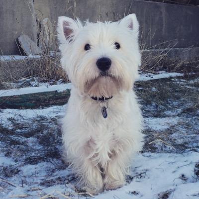 Mom, wife, cook and enabler to humans and Westie.
