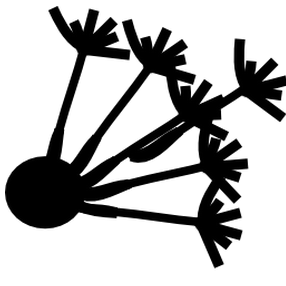 dipy Profile