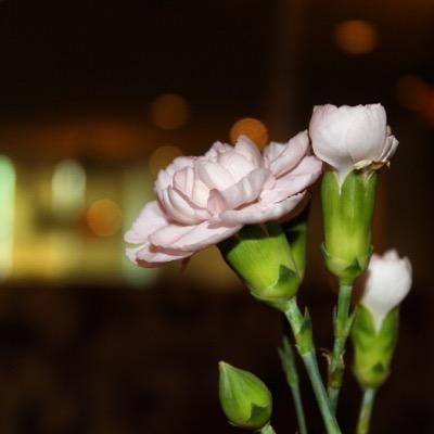 angeLmlookh Profile Picture