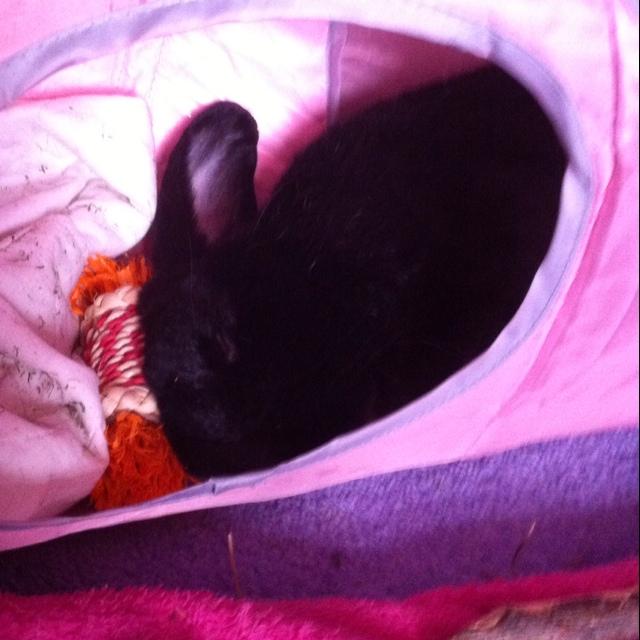 Hi I'm pixie boo I'm a 5 year old lop bunny .I love flopping . I live with my best friend Lou Lou & mummy  I'm a house bunny and a DGB