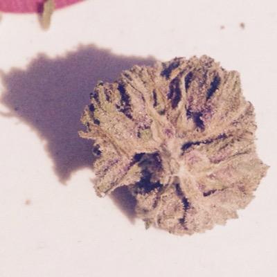 The Highest of grades of the best cannabis, stay high, get higher. We love are weed just as much as you ! Follow, the best bud pics n relatable tweets !!