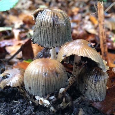 fthetalens's profile picture. 