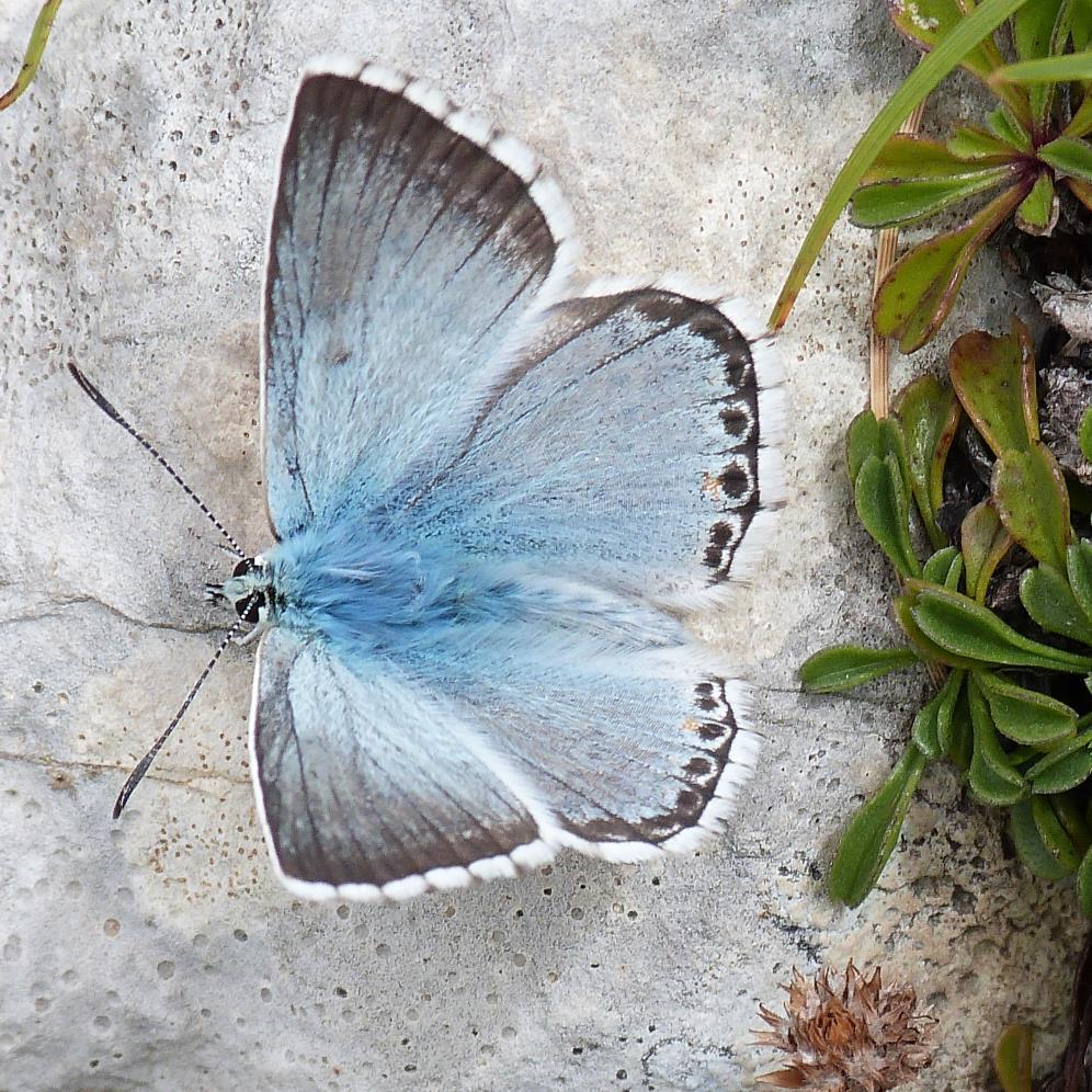 nuvalaccia's profile picture. 